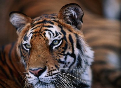 Tiger (Panthera tigris) close up, India